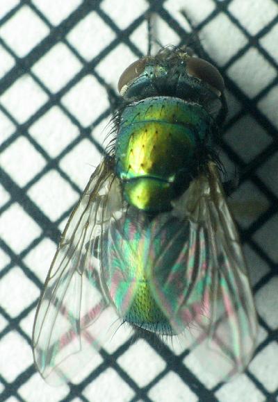 8-4-greenbottle-blowfly-dorsal.jpg