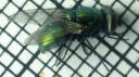 8-4-greenbottle-blowfly-side.jpg