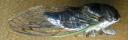 cicadaside.jpg