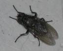 fly2onfloor2007-3-10.jpg