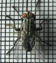housefly8-10-2007.jpg