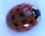 ladybug2007-3-10.jpg