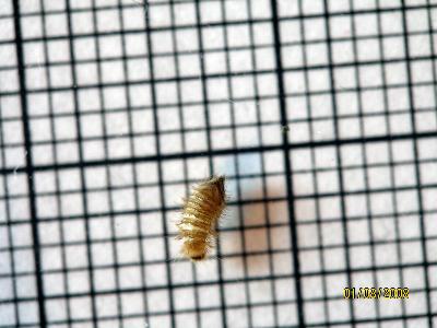 Carpet Beetle Larva | The Backyard Arthropod Project