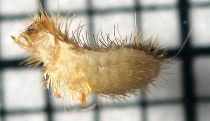 carpet beetle larvae vs bed bugs