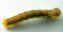 inchworm2007-6-1dorsal.jpg