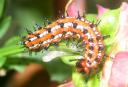 spinycaterpillaronflower2008-7-5.jpg
