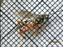 ichneumon2extendeddof.jpg