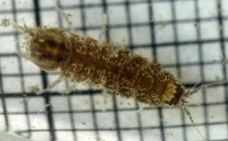 Small water louse