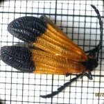 net-wing-beetle-dorsal