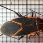 boxelderbugdorsal