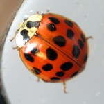 ladybuglotsaspots