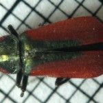 scarletmalachitebeetledorsal