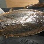 giantwaterbugdorsal