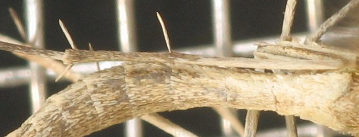 plume-moth-leg-spikes