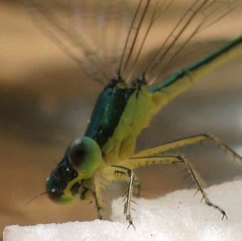 damselflyfacing