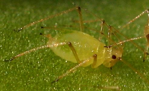 aphids.head