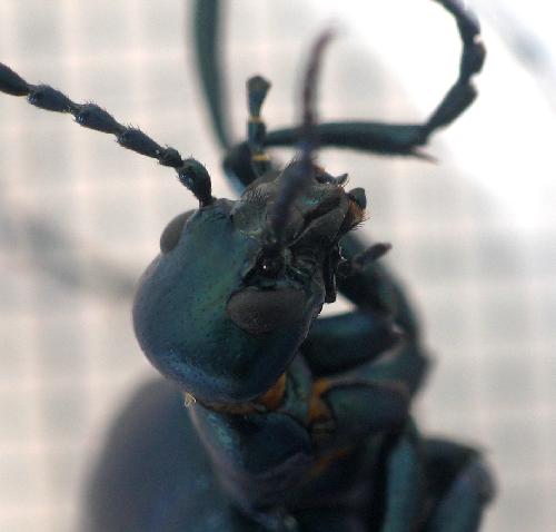 Oil.beetle.head