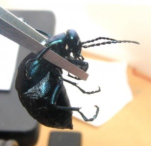 Oil.beetle.side.tweezers