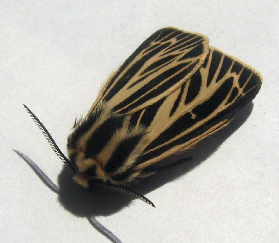 Virgin.tiger.moth.dorsal.facing