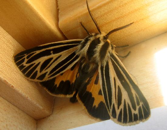 Virgin.tiger.moth.dorsal.spread