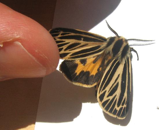 Virgin.tiger.moth.dorsal.with.thumb