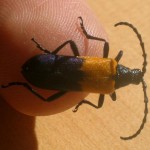 Elderberry.borer.dorsal