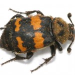 Nicrophorus.tomentosus.dorsal