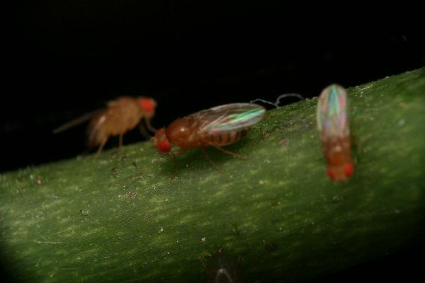 How To Get Rid Of Fruit Flies In Your House