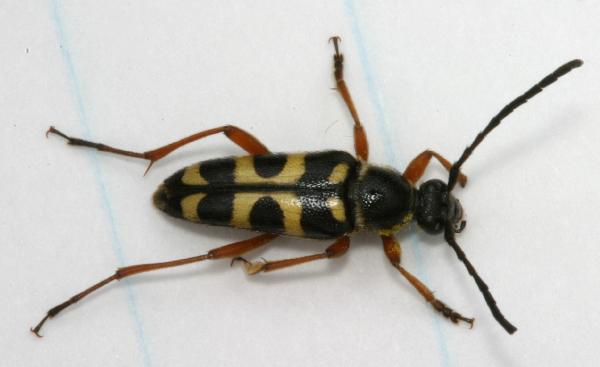 Black and Yellow Longhorn Beetle | The Backyard Arthropod ...