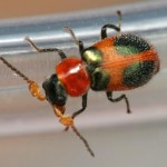 Small.Male.Red.and.Green.Beetle