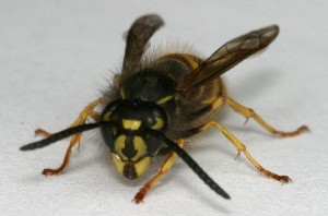 Cider.Yellowjacket.B.facing