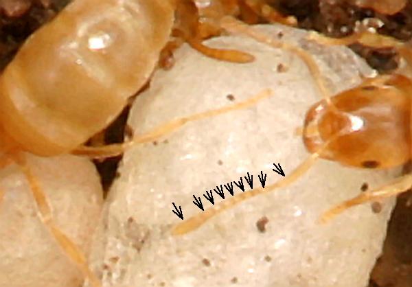 Antenna.detail.enlarged.segment.arrows