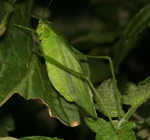 Female.Katydid.Dorsal.On.Leaf