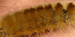 Light.brown.furry.black.head.caterpillar.body