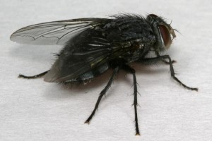 Large.black.fly.side