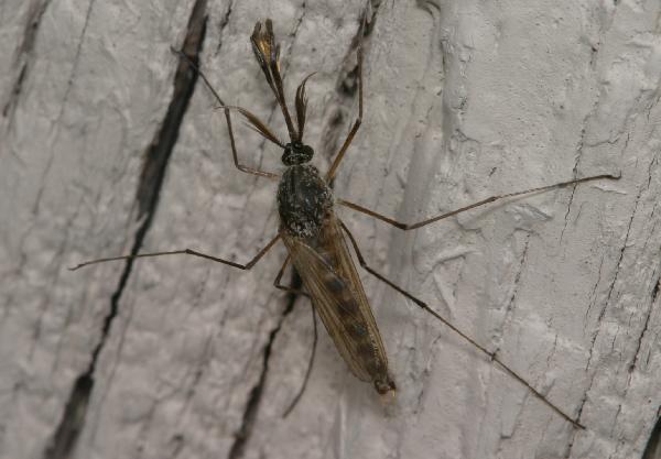 Male.mosquito.dorsal
