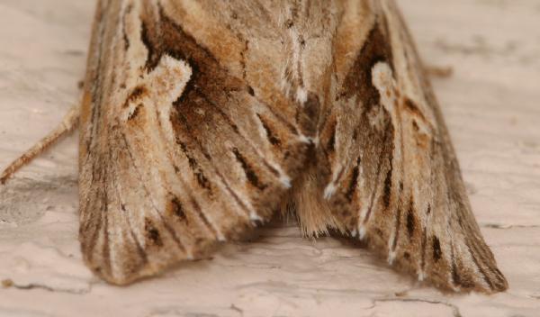 brown.streaked.moth.tailfeathers