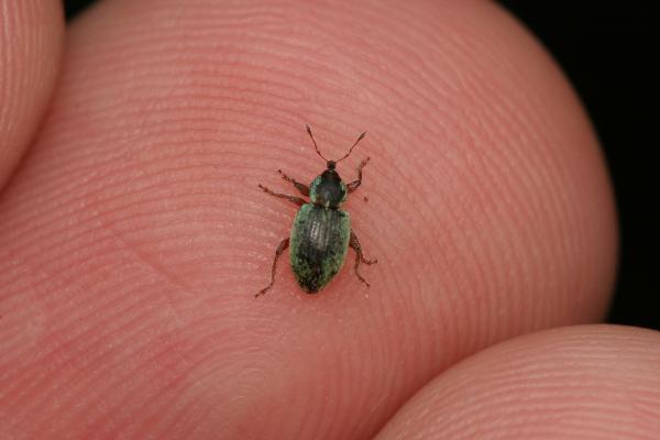 BBGWeevil.Dorsal.Fingertip.for.scale