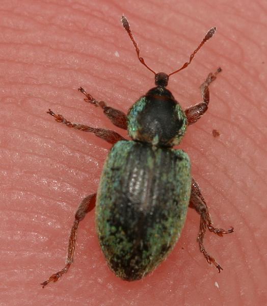 BBGWeevil.Dorsal