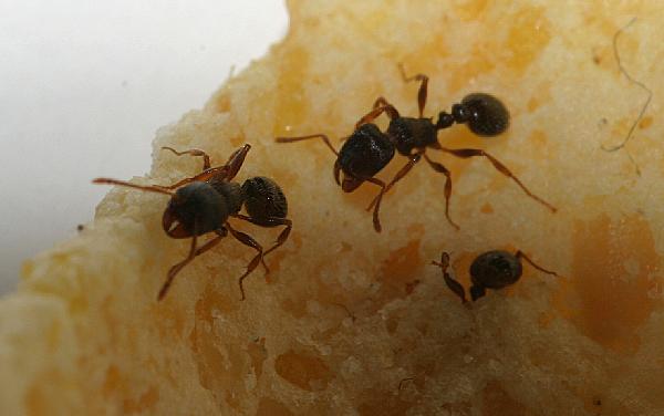 How do ants eat?