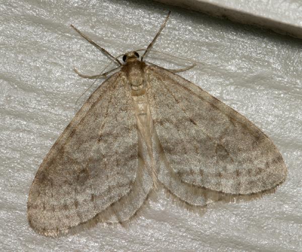 Bruce.spanworm.A.dorsal