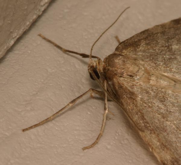 Bruce.spanworm.A.side.head