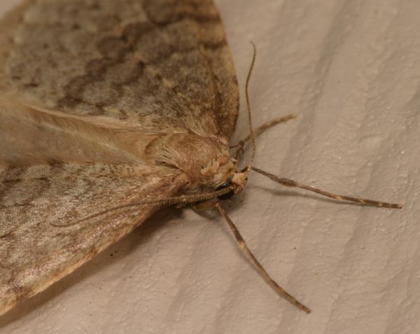 Bruce.spanworm.B.side.head