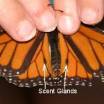Monarch.Dorsal.Wings.Spread