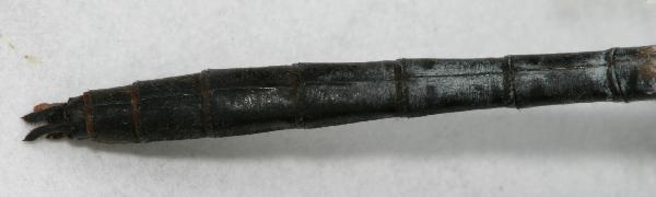 Whitefaced.dragonfly.abdomen.tip.dorsal