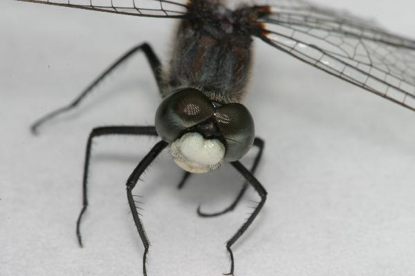 Whitefaced.dragonfly.facing.above