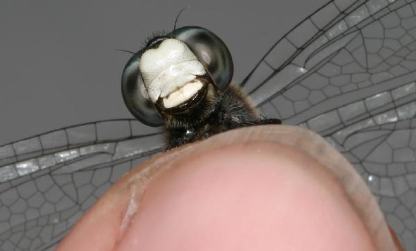 Whitefaced.dragonfly.facing.below