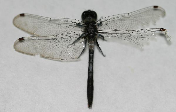 Whitefaced.dragonfly.full.dorsal