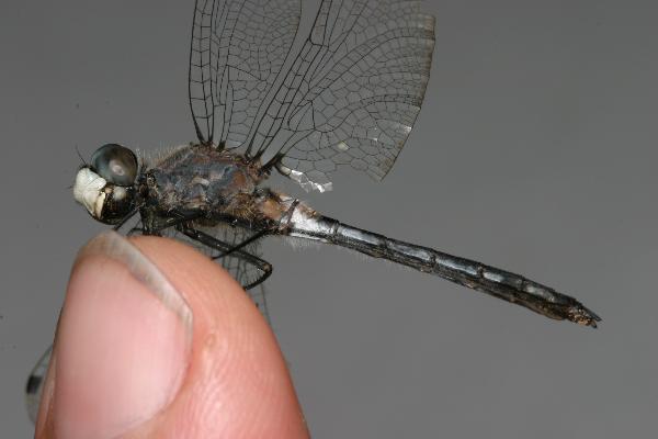 Whitefaced.dragonfly.full.side.fingertip