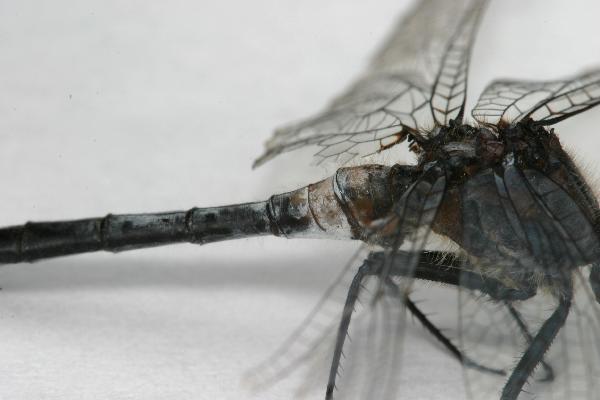 Whitefaced.dragonfly.side.front.abdomen